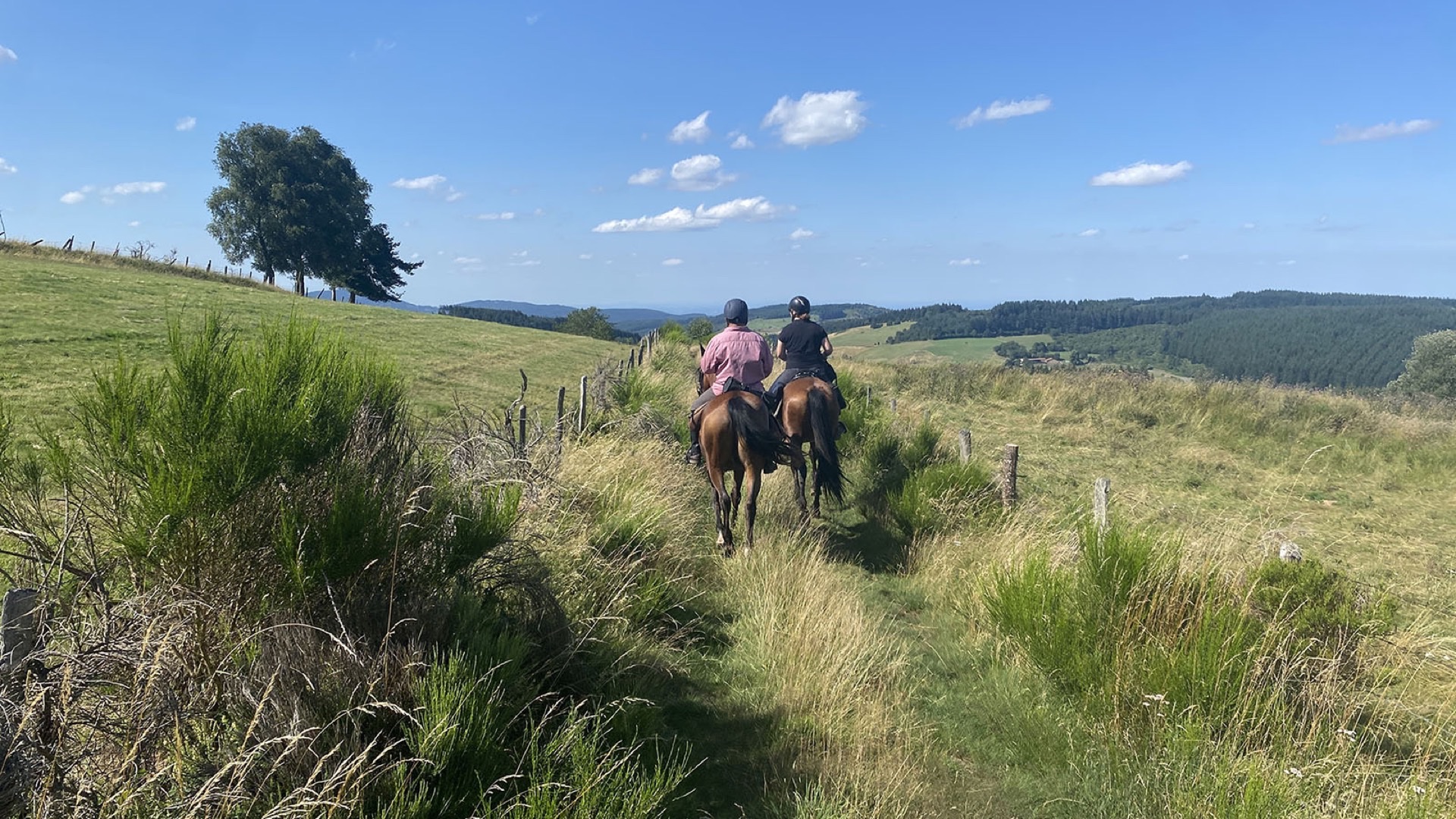 Randonnée équestre en Auvergne-Rhône-Alpes